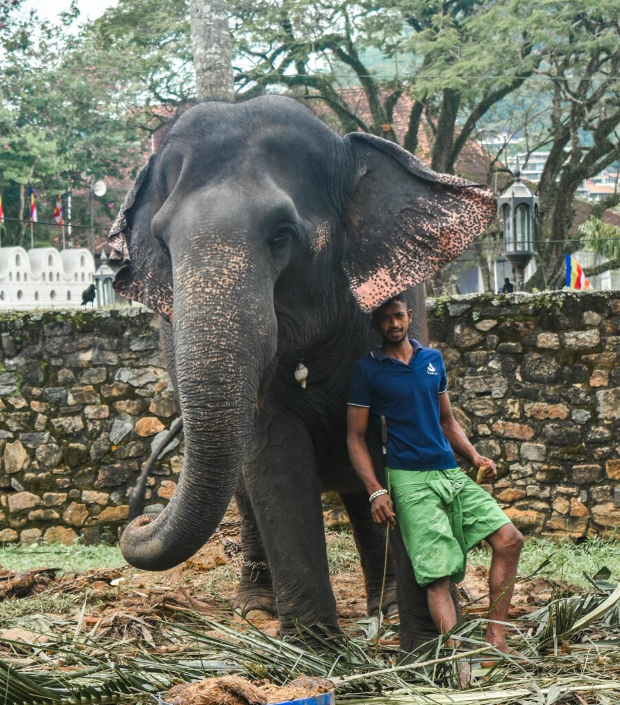 A magnificent Asian elephant with a caretaker in Kandy, Sri Lanka, showcasing local culture.